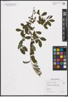 Foto von Salix aurita L. x Salix myrtilloides L.